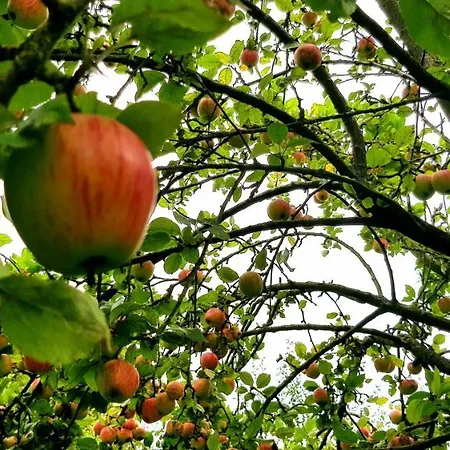 Bed & Breakfast Il Etait Ferme Aulnoye-Aymeries